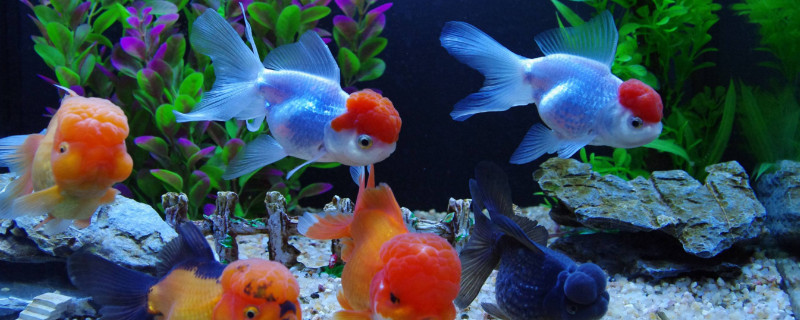 為什么金魚看起來傻乎乎的