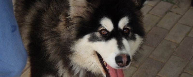 阿拉斯加犬怎么訓練，馴服阿拉斯加幼犬的三種方法