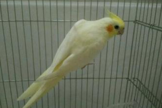 玄鳳雛鳥嗉囊徹底空啥樣