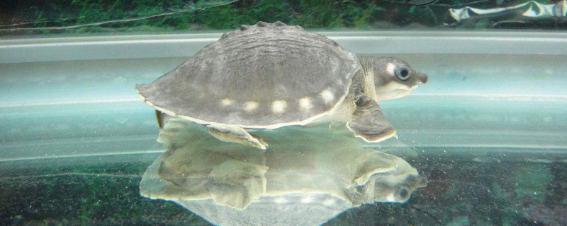 水族箱適合養(yǎng)什么龜