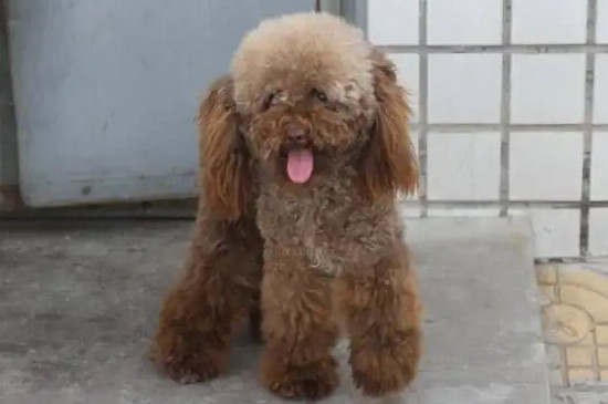 為什么狗狗喜歡舔人的耳朵