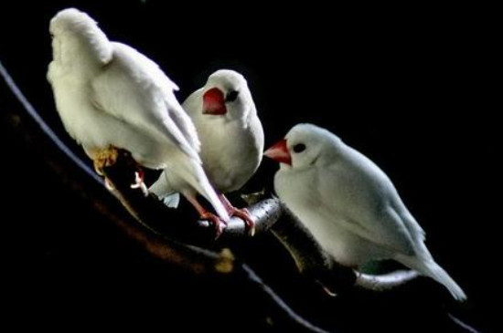 白文鳥為什么打架