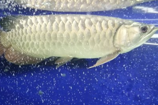 龍魚死了有什么預(yù)兆