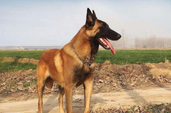 馬犬能打獵嗎