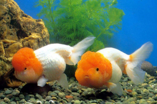 自來(lái)水養(yǎng)魚(yú)快速除氯氣的方法