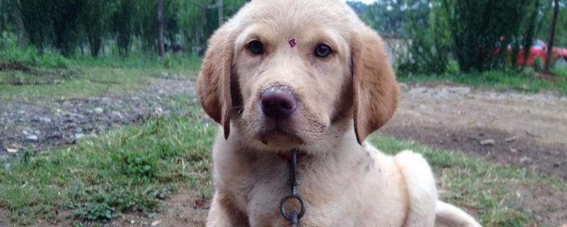 拉布拉多犬和金毛的區(qū)別