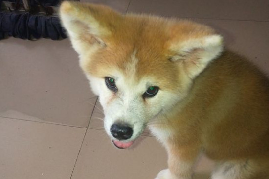 秋田犬認(rèn)主人需要多久