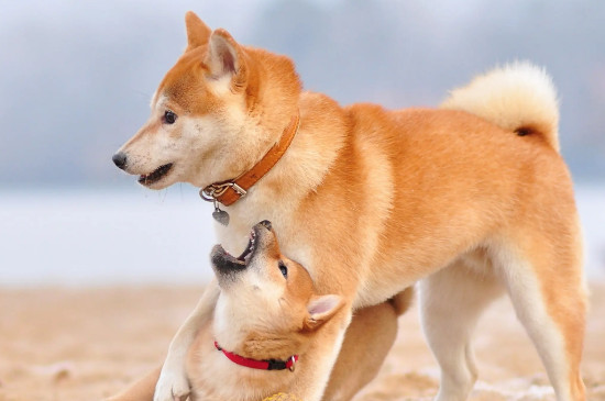 柴犬被主人打后會記仇嗎