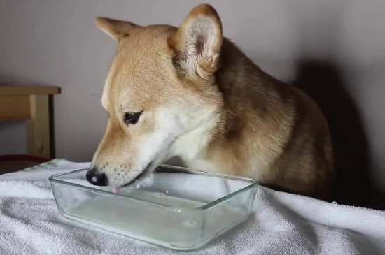 狗狗總是有眼屎是什么原因