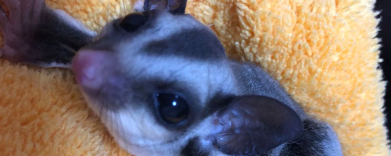 蜜袋鼯多大可以洗澡