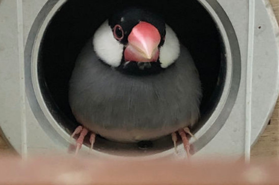 文鳥繁殖前的征兆