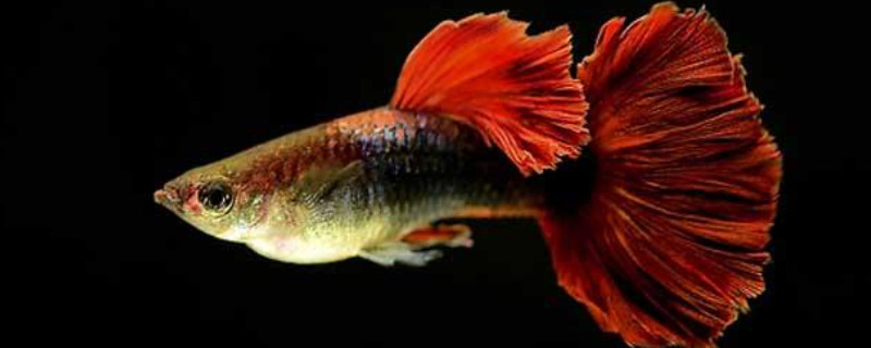 孔雀魚上下亂竄怎么回事啊
