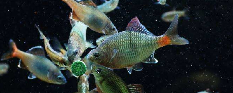魚缸水質(zhì)發(fā)黃怎么處理方法
