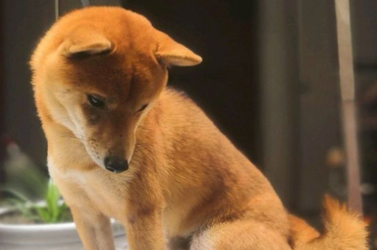 日本豆柴犬價格一般多少錢，純種價錢至少需要10000元