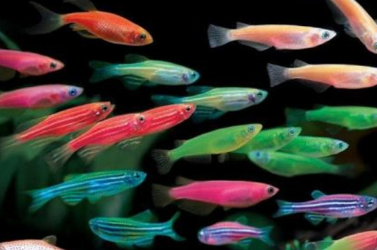 養(yǎng)熱帶魚(yú)的方法與技巧