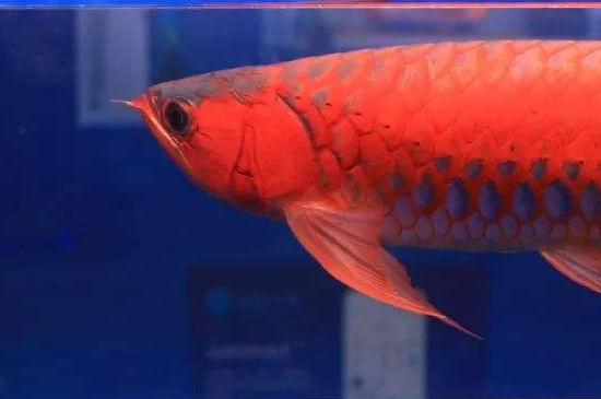 龍魚生病了怎么治療