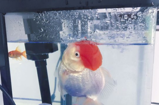 鶴頂紅金魚爛頭怎么治療