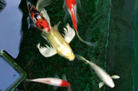 魚缸怎么養(yǎng)錦鯉水花