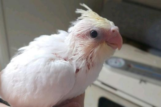 玄鳳幼鳥人工喂養(yǎng)方法