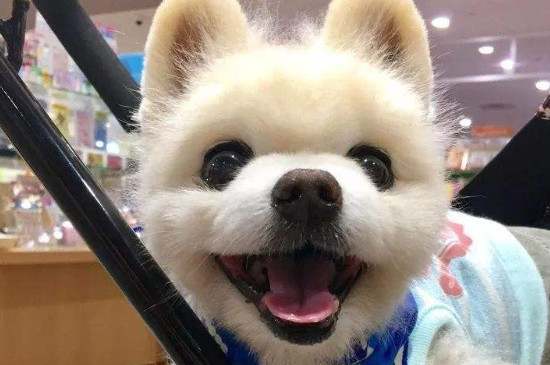 俊介犬好養(yǎng)嗎