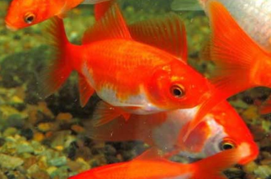 金魚水霉病最有效方法