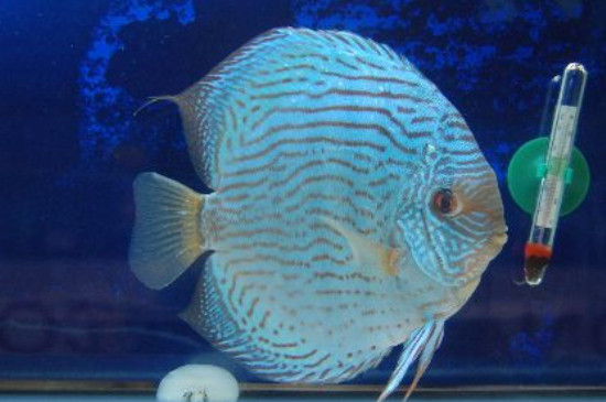 七彩神仙魚可以和迷你鸚鵡魚混養(yǎng)嗎