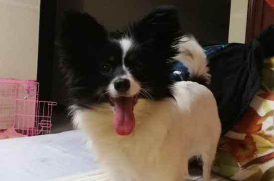 蝴蝶犬怎么訓(xùn)練