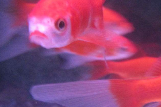 金魚能聽懂主人說話嗎