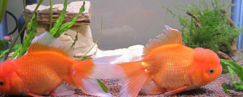 金魚好養(yǎng)嗎，養(yǎng)金魚的注意事項