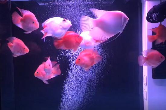 鸚鵡魚凸眼病怎么治療
