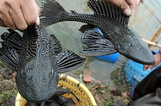 清道夫吃小魚嗎