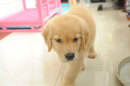 金毛尿頻是怎么回事，金毛犬突然頻繁小便的原因分析