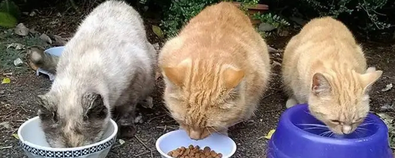 貓能吃蘑菇嗎