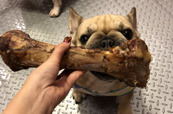 英國斗牛犬怎么訓(xùn)練，四點教會你如何訓(xùn)練英牛
