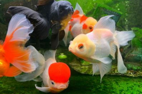 金魚一個月不喂食會死嗎