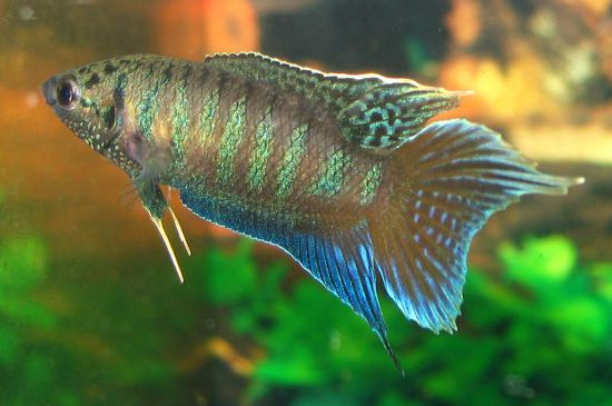半月斗魚怎么分公母