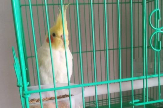 零下5度能養(yǎng)玄鳳鸚鵡嗎
