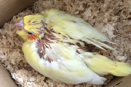 玄鳳公和母哪個(gè)粘人