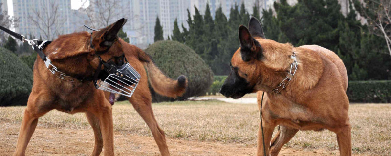 馬犬危險(xiǎn)性大嗎