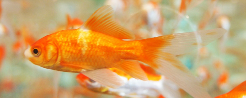 金魚倒立頭朝下怎么回事