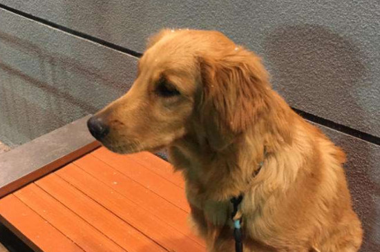 金毛犬性格有什么特點(diǎn)，太興奮活潑什么時(shí)候穩(wěn)定下來(lái)