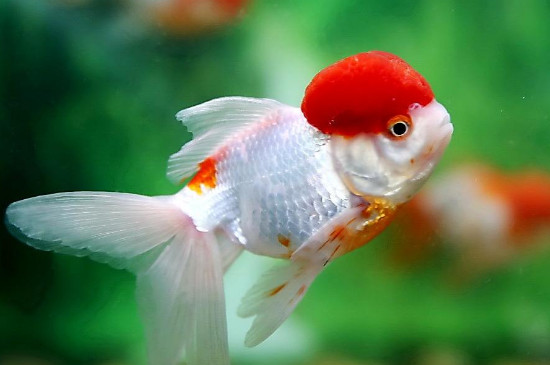 新買的金魚養(yǎng)多久算是穩(wěn)定了