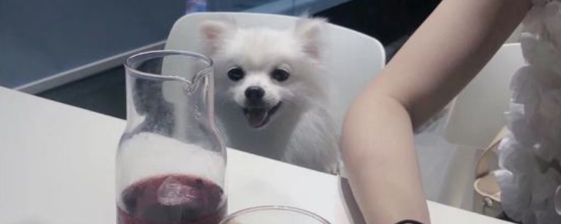 比熊犬和博美的區(qū)別