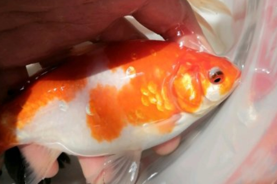 金魚肚子大了多久產(chǎn)卵