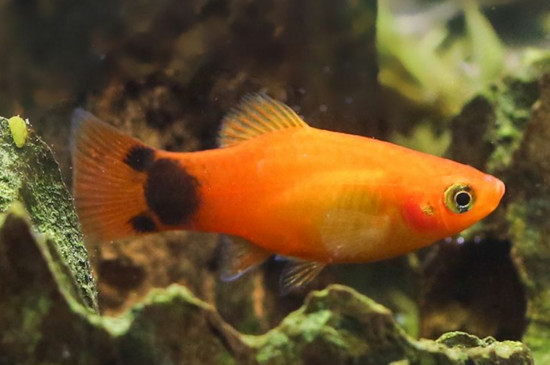 瑪麗魚多長時(shí)間喂一次