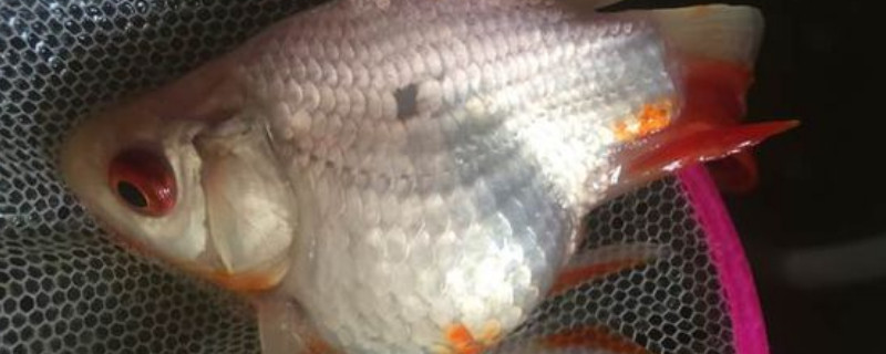 小金魚肚子鼓鼓的
