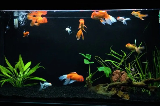 一直打氧為什么魚還在水面