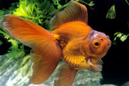草金魚需要24小時(shí)打氧嗎