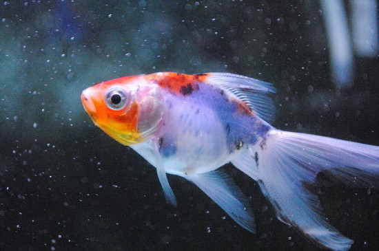 金魚多久產(chǎn)卵一次