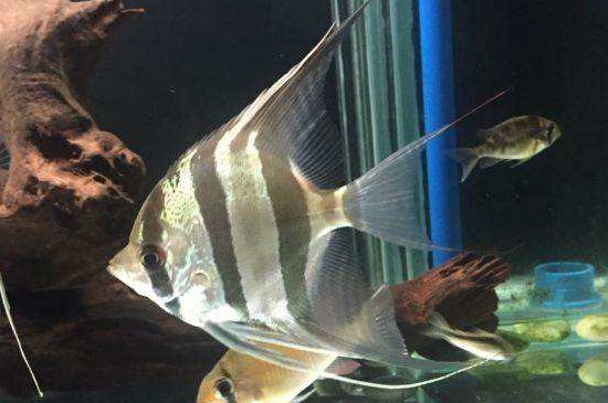 埃及神仙魚為什么貴